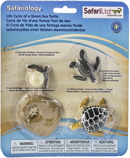 [609366662312] Life Cycle of a Green Sea Turtle