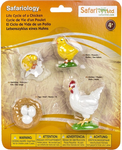[5932817,609366662817] Life Cycle of a Chicken
